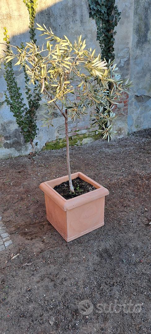 Pianta Di Ulivo Dolce (oliva Mela) In Vaso – Altezza 150/170 Cm, Vaso 20 Cm – Vera Foto, Nuova