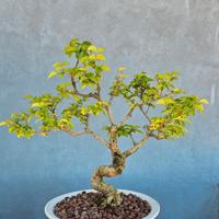 LIGUSTRO BONSAI 