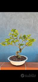 LIGUSTRO BONSAI 