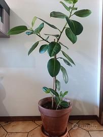 ficus elastica con tutore e vaso - h 115 cm pianta