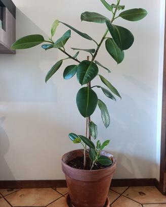ficus elastica con tutore e vaso - h 115 cm pianta