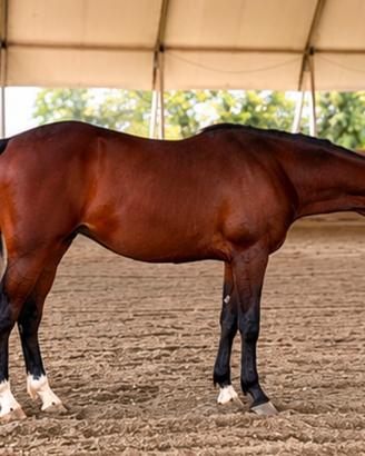 Castrone Paint Horse