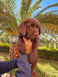 Labrador chocolate