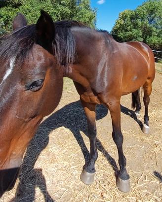 cavallo salto 