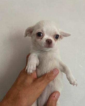 Chihuahua femmine pelo corto