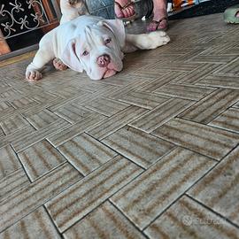 American bully