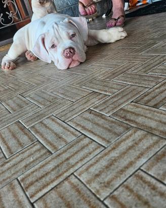 American bully