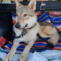Cane lupo Cecoslovacco