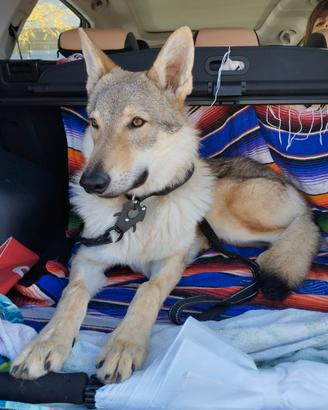 Cane lupo Cecoslovacco