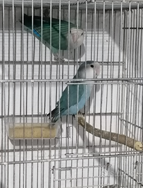 Inseparabile turchese maschio