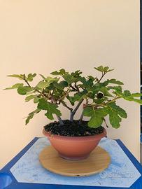 Boschetto bonsai ficus carica