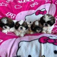 Cuccioli di Shihtzu