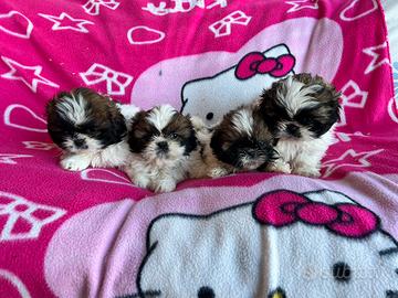 Cuccioli di Shihtzu