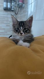 Cucciole di Maine Coon