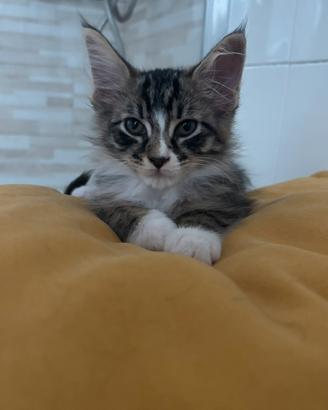 Cucciole di Maine Coon