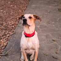 Cane taglia medio grande