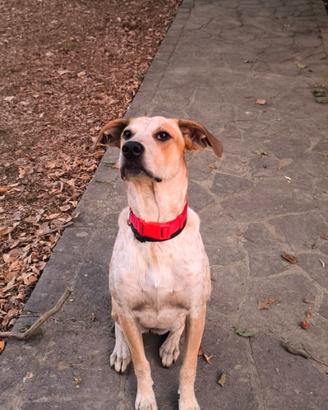 Cane taglia medio grande