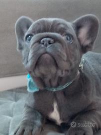 Bulldog Francese