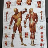 Poster anatomici (ossa, muscoli, s. nervoso)