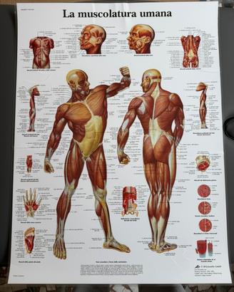 Poster anatomici (ossa, muscoli, s. nervoso)