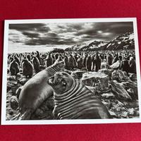 Sebastião Salgado-Saint Andrews Bay, South Georgia