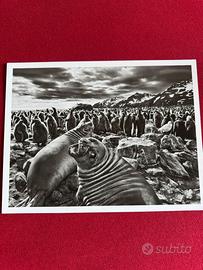 Sebastião Salgado-Saint Andrews Bay, South Georgia