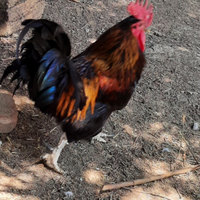 Gallo