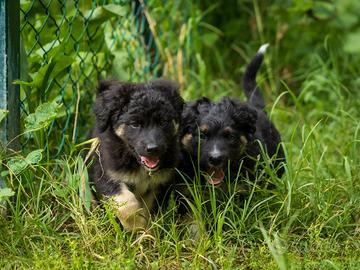 Cucciolo Pastore tedesco X Golden retriever
