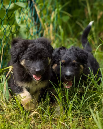 Cucciolo Pastore tedesco X Golden retriever
