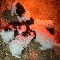 Cuccioli Lagotto romagnolo