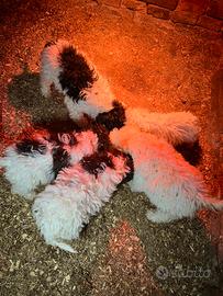Cuccioli Lagotto romagnolo
