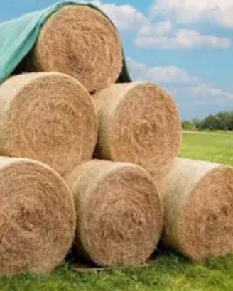 Fieno per animali