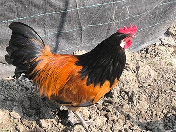 Gallo
