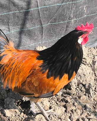 Gallo