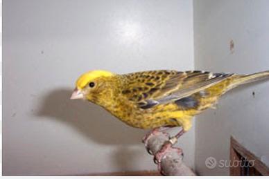 Canarini Arlecchino portoghesi Lizard