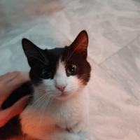 Regali gattini