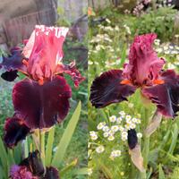 IRIS - Collezione 5 Piante (rizomi)