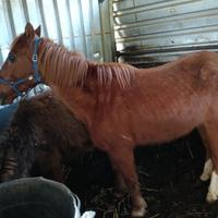 Cavallo e asinello