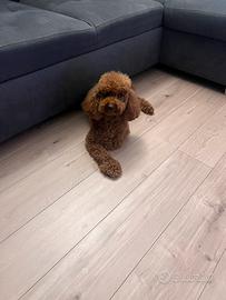 Barboncino red toy/nano per monta