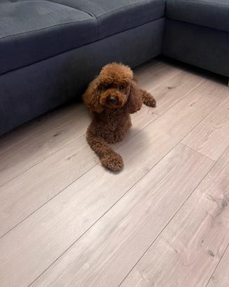 Barboncino red toy/nano per monta