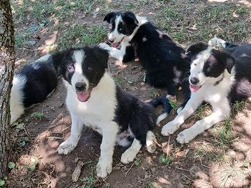 Border collie linea da lavoro