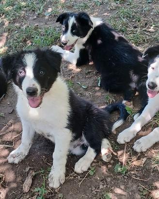 Border collie linea da lavoro