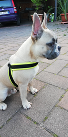 Bulldog francese per monta