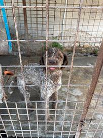 Lagotto romagnolo