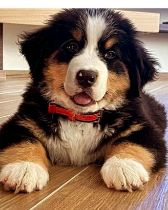 Bovaro del bernese
