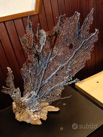 gorgonia 