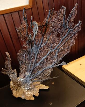 gorgonia 