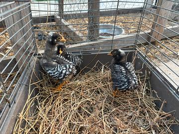 Pulcinotti ornamentali