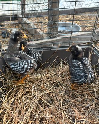 Pulcinotti ornamentali