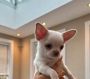Cuccioli di chihuahua maschi